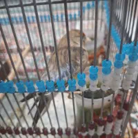 سهره قناری|پرنده|شیراز, ریاستی|دیوار