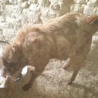 بز مری نر فروشی|حیوانات مزرعه|هیرمند, |دیوار