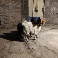 برغاله نر و ماده|حیوانات مزرعه|هریس, |دیوار