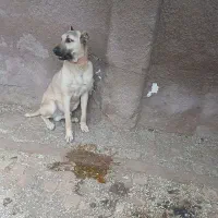 سگ سرابی نگهبان