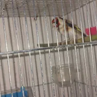 سهره سمیرم جوجه قفس کرواتی