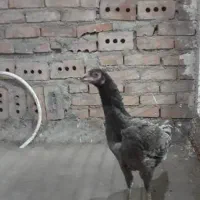 دوعددمرغ لاری ۶۵سانتی