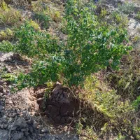 باغ انگور و بادام|فروش زمین و ملک کلنگی|خرمدشت, |دیوار