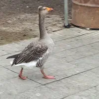 غاز کاکلی نر کاکل درشت