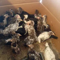 جوجه گلین پنگوئنی  ویاندوت سیلور ایام سمانی|حیوانات مزرعه|پاکدشت, پاکدشت (مامازند)|دیوار