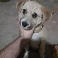 توله سگ نر نژاد پودل کراس میکس