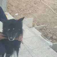 سگ دورگه هاسکی،ژرمن|سگ|بجنورد, |دیوار