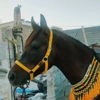 اسب درهشوری