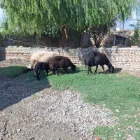 4راس گوسفند بره دار جوان افشاراصل 7راس گوسفند|حیوانات مزرعه|سیجوال, |دیوار