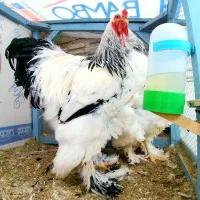 جوجه برهما لایت ، امپراطور