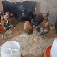 خروس ومرغ تخم گذار