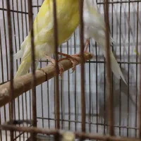 پرنده قناری قیمت مناسب