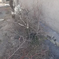 فروش کنده وسرشاخه