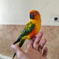 طوطی خورشیدی|پرنده|سیرجان, |دیوار