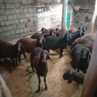 فروش 47 راس بره جفتی 115 کیلو به فروش میرسد|حیوانات مزرعه|تکاب, |دیوار