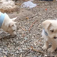 سگ پاپی زرنگ|سگ|تربتحیدریه, کلاته توکلی|دیوار