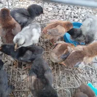 فروش جوجه لاری دونه ای ۳۰۰تومن