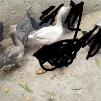غاز و بوقلمون