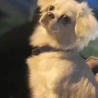 پیکینیز خوشگل