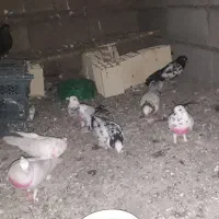 کبوتر پرشی ناجلد
