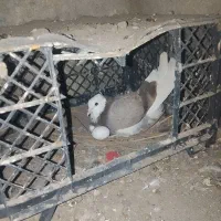 کبوتر درجایی