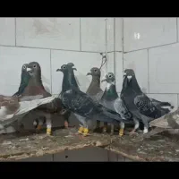 دسته کفتر 11عددی پلاکی همه جوون