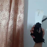 ماده زاغ دم سفید|پرنده|بروجرد, |دیوار