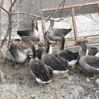 تخم قو غاز  مطمئن دو عدد غاز نر