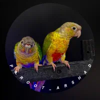 انواع گرینچیک کوتوله بریزیلی  عروس هلندی