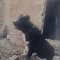 سگ گمشده