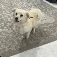 سک باهوش خوشگل