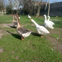 قو غاز در سنگر