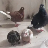 دم سفید جفتگاه