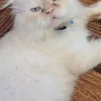 گربه پرشین نر|گربه|رشت, باهنر|دیوار