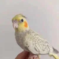 فروش عروس هلندی دستی