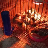 جوجه سبرایت گلد|حیوانات مزرعه|کاشان, کارگر|دیوار