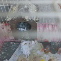 فنچ زبرا|پرنده|مشهد, ویلاشهر|دیوار