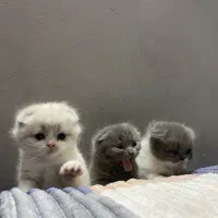 گربه اسکاتیش