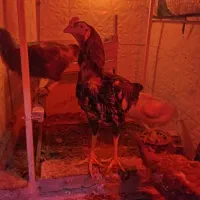 خروس لاری اوشامو با سه تامرغ اوشامو