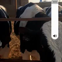 گوساله چاق|حیوانات مزرعه|تاکستان, |دیوار