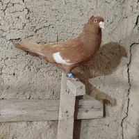 کبوتر در مرودشت|پرنده|شیراز, باجگاه|دیوار