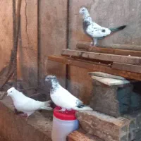 فروشی کبوترهای زیبا ونژاد دار|پرنده|قائم‌شهر, |دیوار