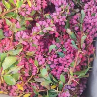 زرشک تازه نوبرانه بیرجند با عناب قیمت مناسب|حراج|زابل, |دیوار