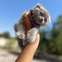 گربه اسکاتیش فول|گربه|ارومیه, |دیوار