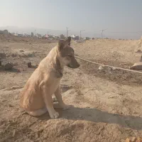 گمشده در مسکن مهر