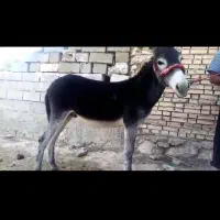 یک کره خر نر براه گله