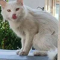 پیدا شده