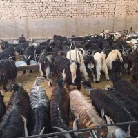 بزغاله فروشی|حیوانات مزرعه|اصفهان, برازنده|دیوار