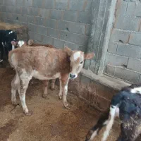 گوساله ۲ تا ماده