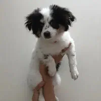 سگ شیتزو میکس